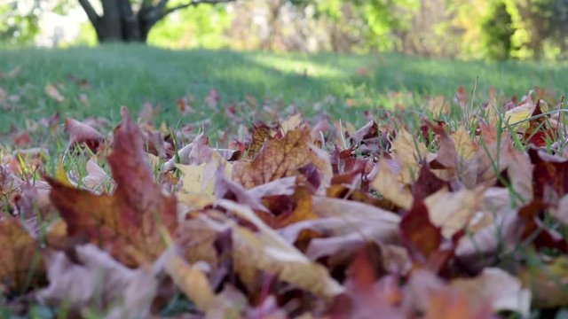 Close up of autumn leaves blowing in the breeze near the ground