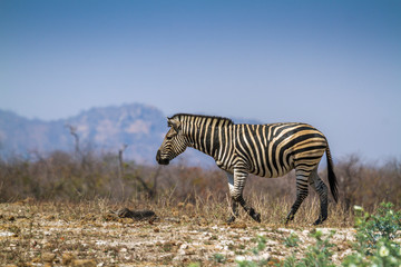 Plain zebra in Kruger National park, South Africa ; Specie Equus quagga burchellii family of Equidae