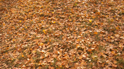 autumn leaves fallen