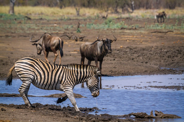 Obraz na płótnie Canvas Plain zebra in Kruger National park, South Africa ; Specie Equus quagga burchellii family of Equidae