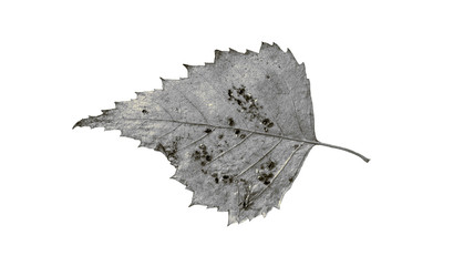 birch leaf on white background (black and white display)