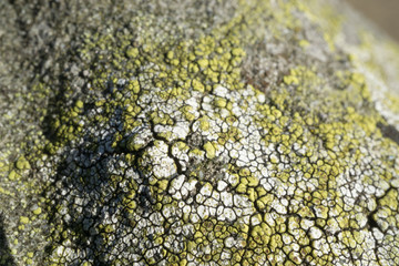 Lichen on Granite Closeup