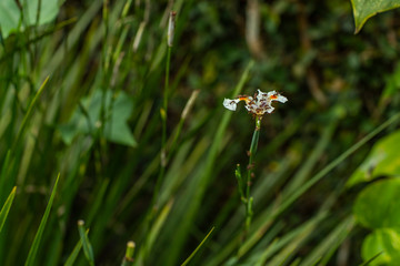 Ant ants cutting and eating a flower background blurred nature. 