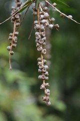 Bottle brush tree fruits(seeds)