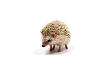 ハリネズミ