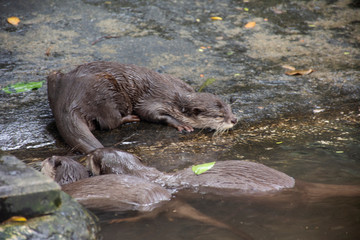 Otter sleeping on floor in pond of garden at public park