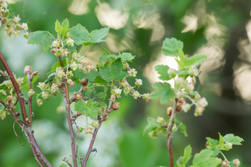 Gooseberry, Ribes uva-crispa bush with flowers, reflections in the background