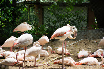 Flamingos or flamingoes birds in cage at public park in Bangkok, Thailand