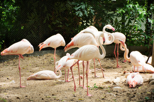 Flamingos or flamingoes birds in cage at public park in Bangkok, Thailand