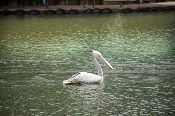 Pelican large water birds floating on surface water in pond of garden at public park