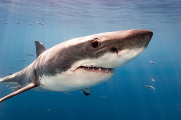 Great White Shark