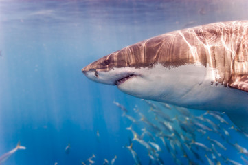 Fototapeta premium Great White Shark up close next to the cage