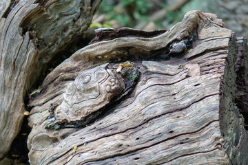 turtle tree