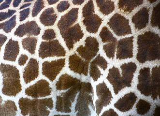 Close up to Skin giraffe for background
