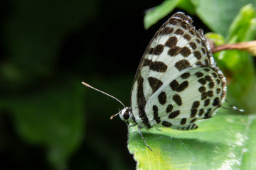 White butterflies have black spots.