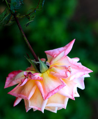 Fall Rose
