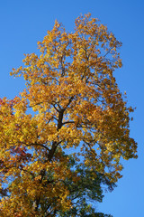 yellow autumn tree under blue sky in autumn season