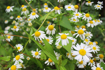 Fototapeta premium Glade of daisies on green grass