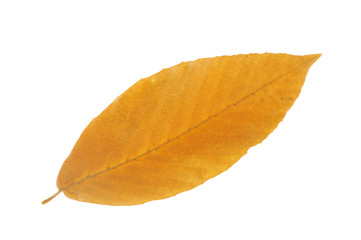 close up on autumn leaf texture isolated on white background