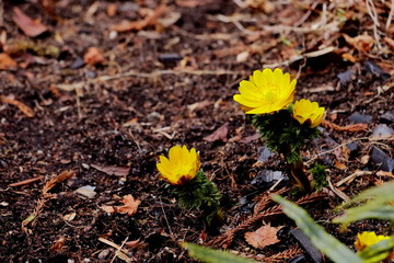 福寿草の花