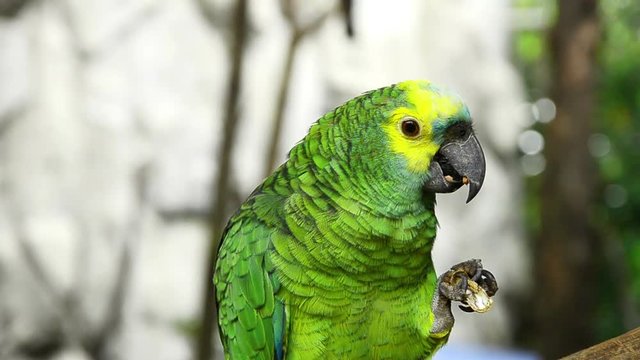 Green and yellow parrot with his favorite peanut.
