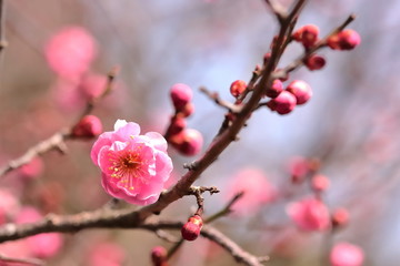 ピンク色の梅の花