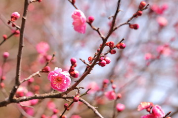 ピンク色の梅の花