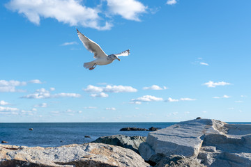 seagull flying