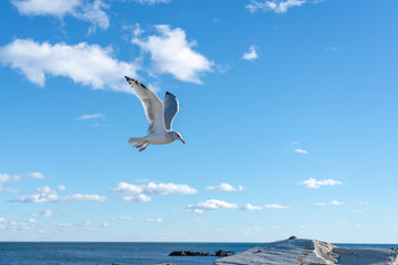 seagull flying