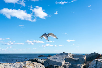 seagull flying