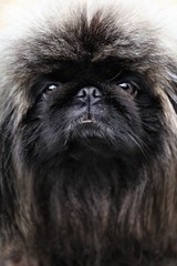 Portrait of a little gray Pekingese puppy