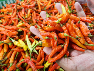 Close up fresh chili on hand that sale in market 
