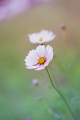 コスモス