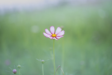 コスモス