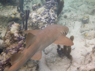 Nurse Shark