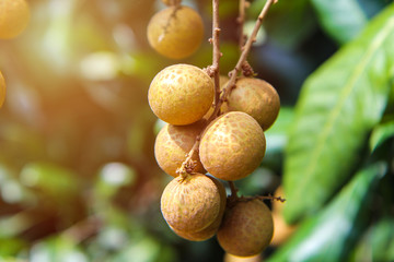 Longan in garden