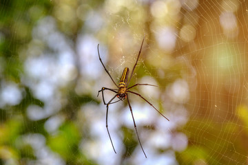 spider on a web