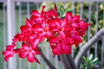 Adenium obesum (Forssk.) Roem. et Schult.