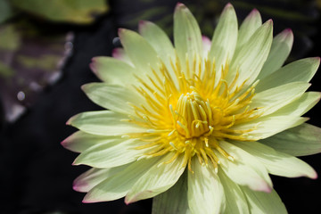 Macro shot of pale yellow water lily fully open in pond
