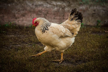 chicken