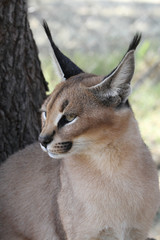Caracal