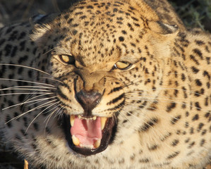 Leopard