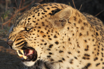 Obraz premium Leopard