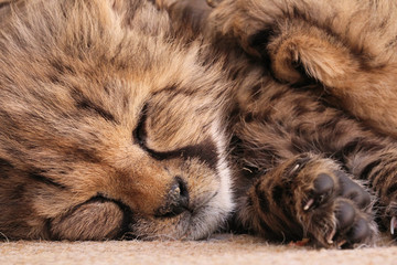 Cheetah cubs