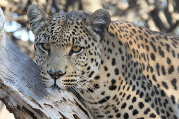 Obraz premium Leopard