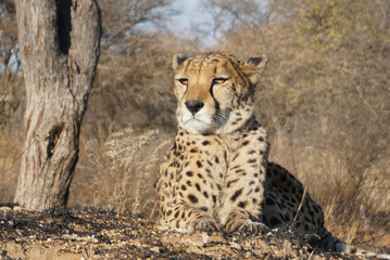 Namibian Cheetah