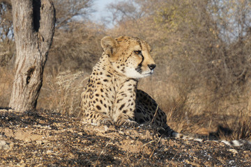 Namibian Cheetah