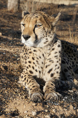 Namibian Cheetah