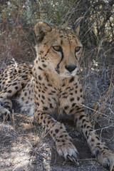 Namibian Cheetah