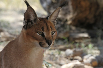 Obraz premium Caracal